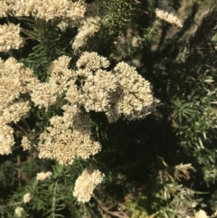 Cassinia aculeata subsp. aculeata (Dolly Bush, Common Cassinia, Dogwood) at Rhyll, VIC - 16 Dec 2021 by Tapirlord