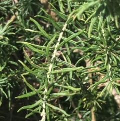 Cassinia aculeata subsp. aculeata at Rhyll, VIC - 16 Dec 2021 11:27 AM