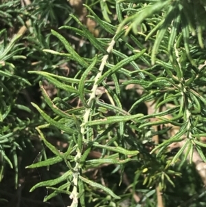 Cassinia aculeata subsp. aculeata at Rhyll, VIC - 16 Dec 2021