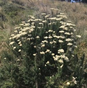 Cassinia aculeata subsp. aculeata at Rhyll, VIC - 16 Dec 2021