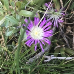 Disphyma crassifolium subsp. clavellatum (Rounded Noon-flower) at Phillip Island Nature Park - 16 Dec 2021 by Tapirlord