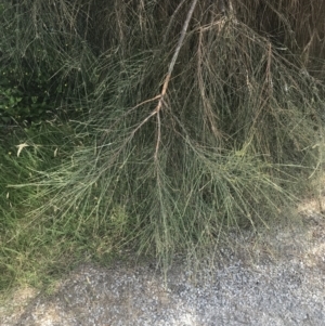 Allocasuarina verticillata at Cowes, VIC - 16 Dec 2021