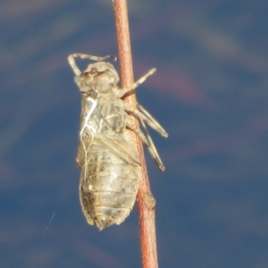 Anisoptera (suborder) at Wollogorang, NSW - 24 Dec 2021