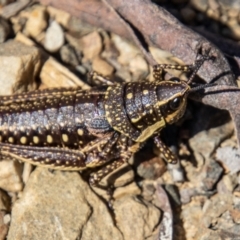 Monistria concinna (Southern Pyrgomorph) at Cotter River, ACT - 17 Dec 2021 by SWishart