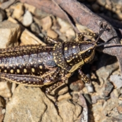 Monistria concinna (Southern Pyrgomorph) at Namadgi National Park - 16 Dec 2021 by SWishart