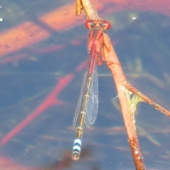Xanthagrion erythroneurum (Red & Blue Damsel) at Wollogorang, NSW - 24 Dec 2021 by Christine
