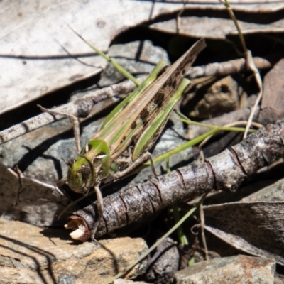 Chortoicetes terminifera (Australian Plague Locust) at Namadgi National Park - 17 Dec 2021 by SWishart