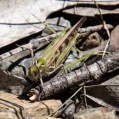 Chortoicetes terminifera (Australian Plague Locust) at Cotter River, ACT - 17 Dec 2021 by SWishart