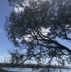 Acacia melanoxylon at Rhyll, VIC - 16 Dec 2021