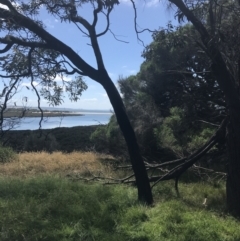 Acacia melanoxylon at Rhyll, VIC - 16 Dec 2021