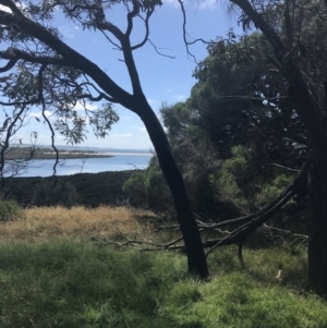 Acacia melanoxylon at Rhyll, VIC - 16 Dec 2021