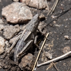 Genus novum 18 sp. 1 (Undescribed) (False Apotropis) at Cotter River, ACT - 17 Dec 2021 by SWishart