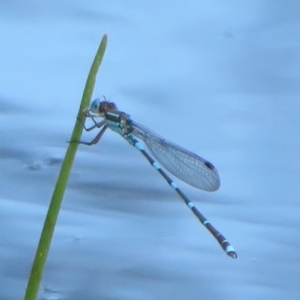 Austrolestes leda at Wollogorang, NSW - 24 Dec 2021