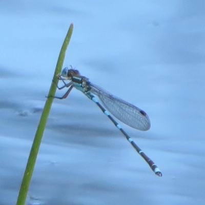 Austrolestes leda (Wandering Ringtail) at Wollogorang, NSW - 24 Dec 2021 by Christine