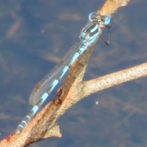 Austrolestes annulosus at Wollogorang, NSW - 24 Dec 2021 04:58 PM