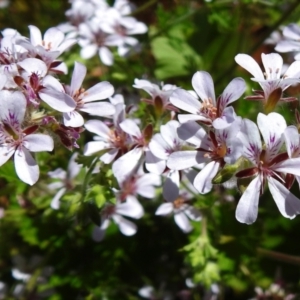 Pelargonium australe at Rendezvous Creek, ACT - 30 Dec 2021