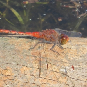 Diplacodes bipunctata at Wollogorang, NSW - 24 Dec 2021