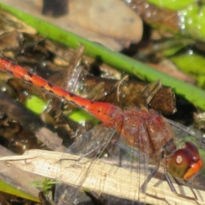 Diplacodes bipunctata at Wollogorang, NSW - 24 Dec 2021