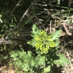 Senecio biserratus at Rhyll, VIC - 16 Dec 2021