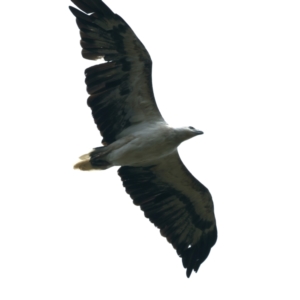 Haliaeetus leucogaster at Stromlo, ACT - 28 Dec 2021