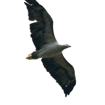 Haliaeetus leucogaster (White-bellied Sea-Eagle) at Stromlo, ACT - 27 Dec 2021 by jbromilow50