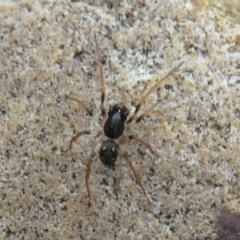 Pentasteron sp. (genus) (Ant-eating spider) at Paddys River, ACT - 27 Dec 2021 by Christine