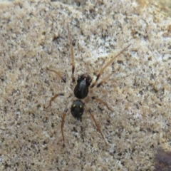 Pentasteron sp. (genus) (Ant-eating spider) at Paddys River, ACT - 26 Dec 2021 by Christine