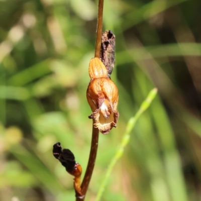 Gastrodia sesamoides (Cinnamon Bells) at Woodlands - 28 Dec 2021 by Snowflake