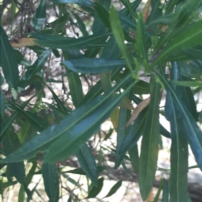 Dodonaea viscosa (Hop Bush) at Rhyll, VIC - 16 Dec 2021 by Tapirlord