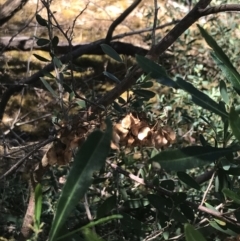 Dodonaea viscosa at Rhyll, VIC - 16 Dec 2021