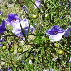 Solanum linearifolium (Kangaroo Apple) at Rendezvous Creek, ACT - 30 Dec 2021 by JohnBundock