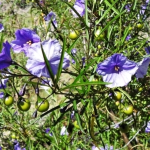 Solanum linearifolium at Rendezvous Creek, ACT - 30 Dec 2021