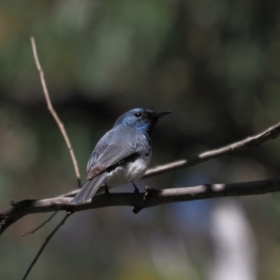 Myiagra rubecula (Leaden Flycatcher) at Block 402 - 9 Nov 2021 by Caric