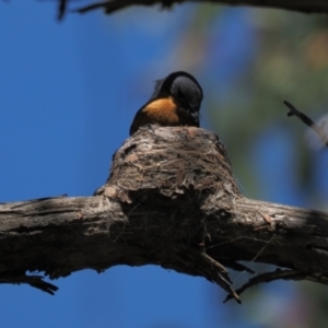 Myiagra rubecula at Stromlo, ACT - 9 Nov 2021 12:14 PM