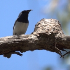 Myiagra rubecula at Stromlo, ACT - 9 Nov 2021 12:14 PM