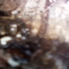 Callocephalon fimbriatum at Kambah, ACT - 8 Dec 2021