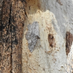 Psilosticha absorpta (Fine-waved Bark Moth) at Aranda, ACT - 30 Dec 2021 by KMcCue