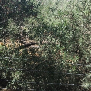 Hakea drupacea at Rhyll, VIC - 16 Dec 2021