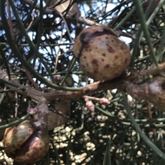 Hakea drupacea at Rhyll, VIC - 16 Dec 2021