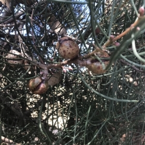 Hakea drupacea at Rhyll, VIC - 16 Dec 2021