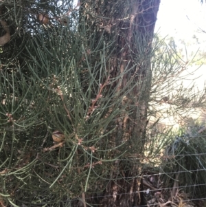 Hakea drupacea at Rhyll, VIC - 16 Dec 2021