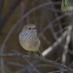 Acanthiza pusilla (Brown Thornbill) at Denman Prospect 2 Estate Deferred Area (Block 12) - 9 Nov 2021 by Caric