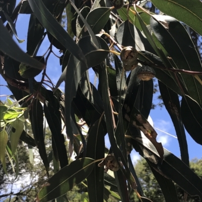 Eucalyptus globulus (Tasmanian blue gum) at Phillip Island Nature Park - 16 Dec 2021 by Tapirlord