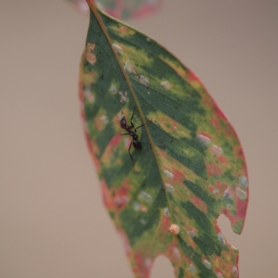 Iridomyrmex purpureus (Meat Ant) at Block 402 - 3 Apr 2015 by Caric