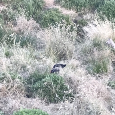 Porphyrio melanotus (Australasian Swamphen) at Phillip Island Nature Park - 16 Dec 2021 by Tapirlord