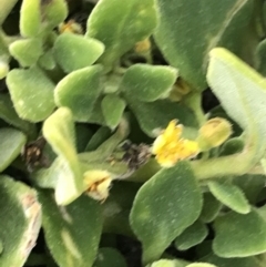 Tetragonia implexicoma (Bower Spinach) at Phillip Island Nature Park - 16 Dec 2021 by Tapirlord