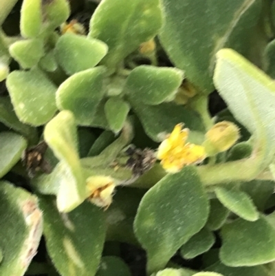 Tetragonia implexicoma (Bower Spinach) at Phillip Island Nature Park - 16 Dec 2021 by Tapirlord