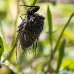 Cicadettini sp. (tribe) (Cicada) at Cotter River, ACT - 17 Dec 2021 by SWishart