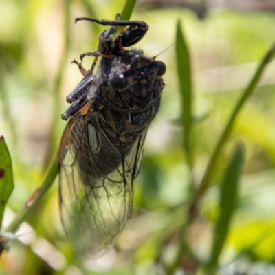 Cicadettini sp. (tribe) (Cicada) at Namadgi National Park - 17 Dec 2021 by SWishart