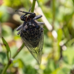 Cicadettini sp. (tribe) at Cotter River, ACT - 17 Dec 2021 11:52 AM